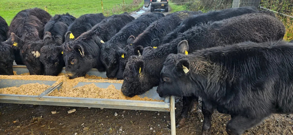 14 Super Suckler bred Angus Heifers - Image 2