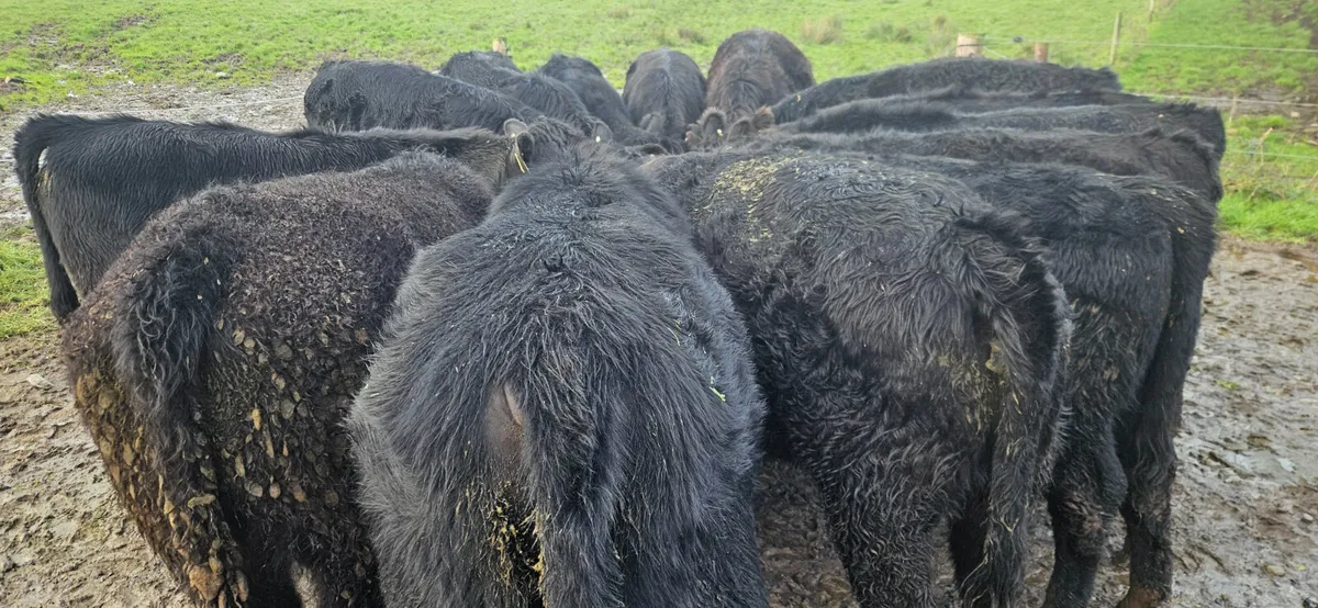 14 Super Suckler bred Angus Heifers - Image 3