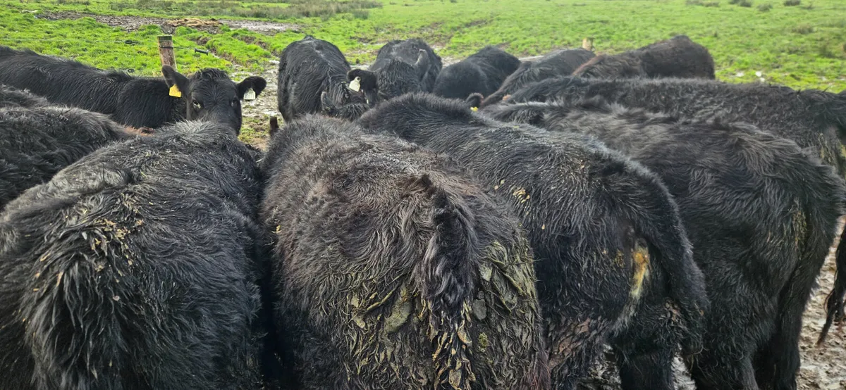 14 Super Suckler bred Angus Heifers - Image 4