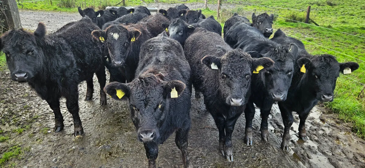 14 Super Suckler bred Angus Heifers - Image 1