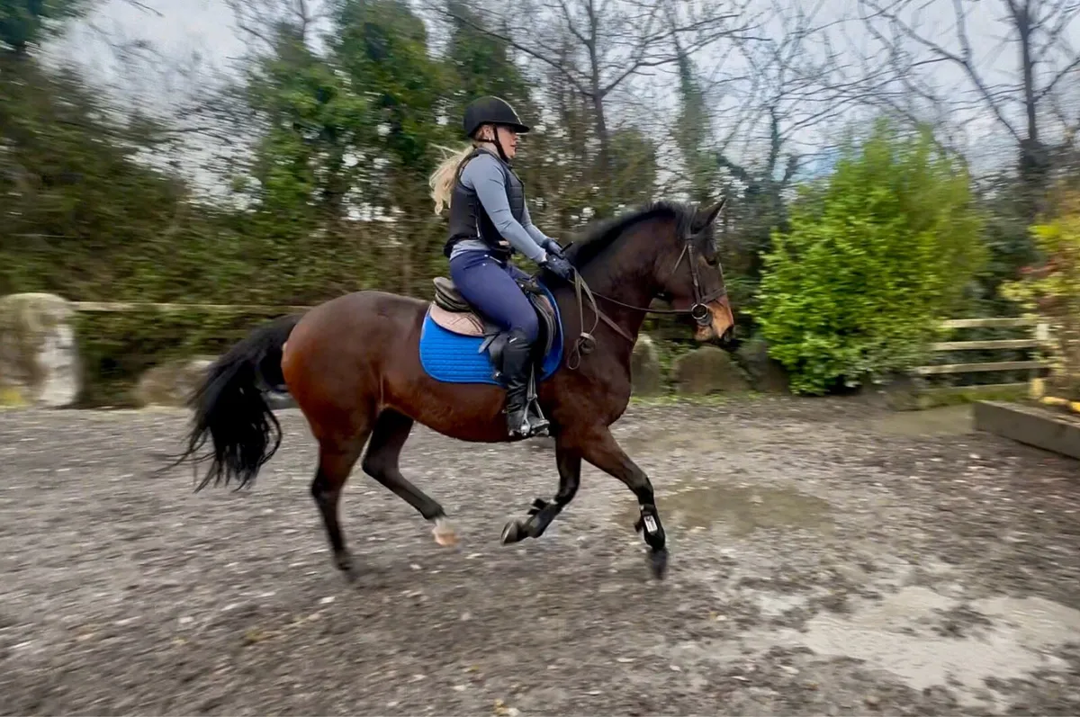 Stunning 3yr old Connemara X TB - Image 1