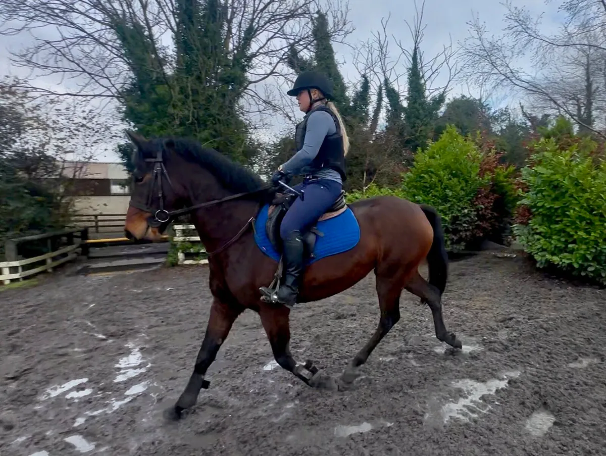 Stunning 3yr old Connemara X TB - Image 2