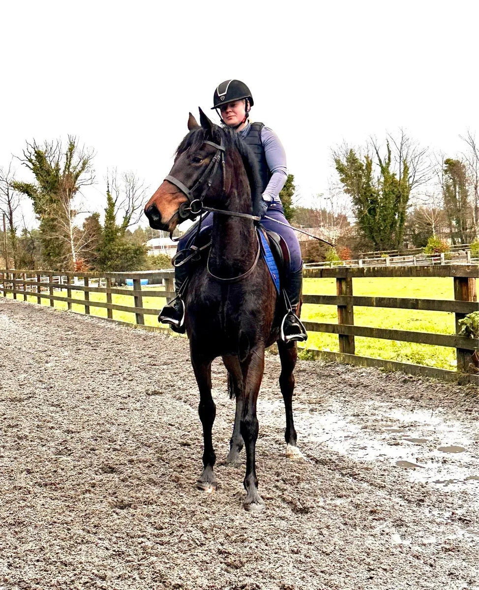 Stunning 3yr old Connemara X TB - Image 3