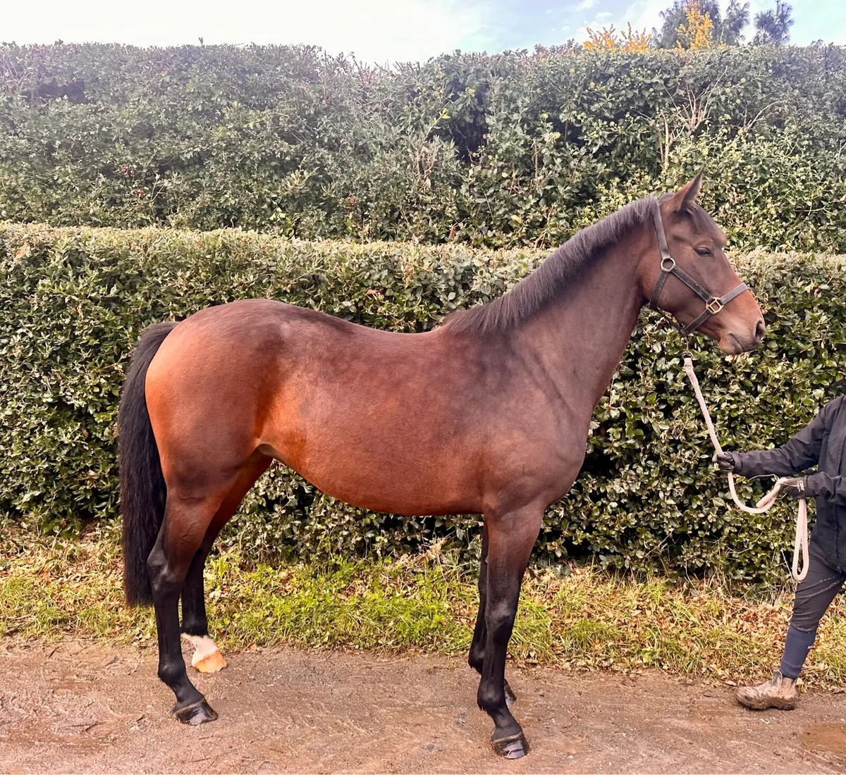 Stunning 3yr old Connemara X TB - Image 4