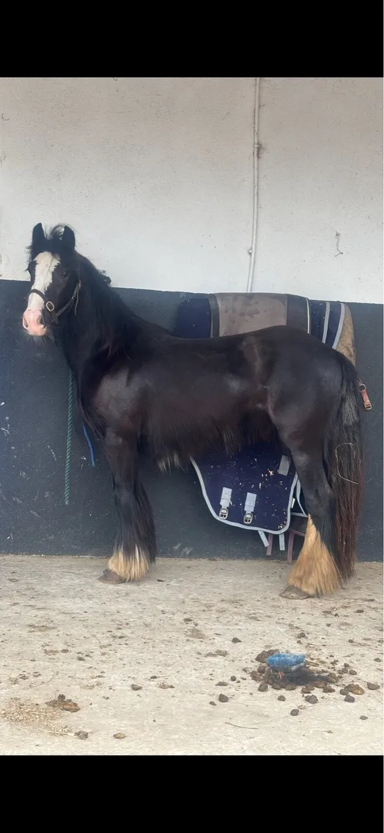 3 year old filly - Image 1