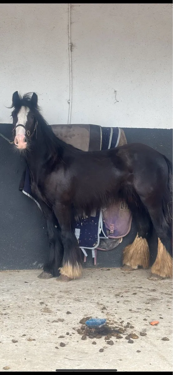 3 year old filly - Image 2