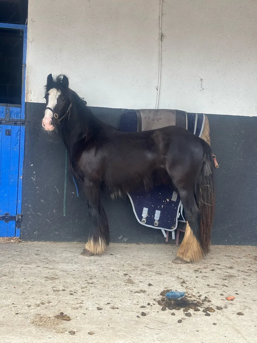 3 year old filly - Image 3