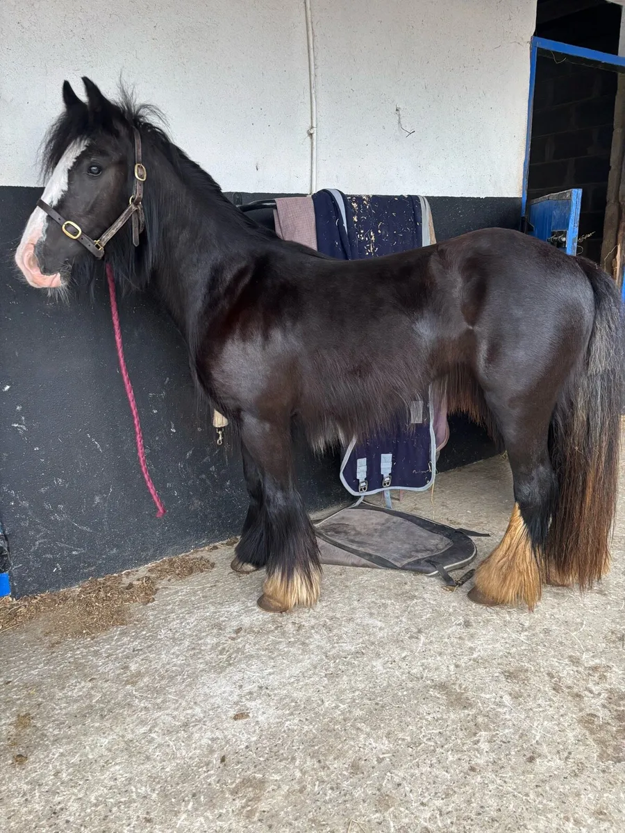 3 year old filly - Image 4