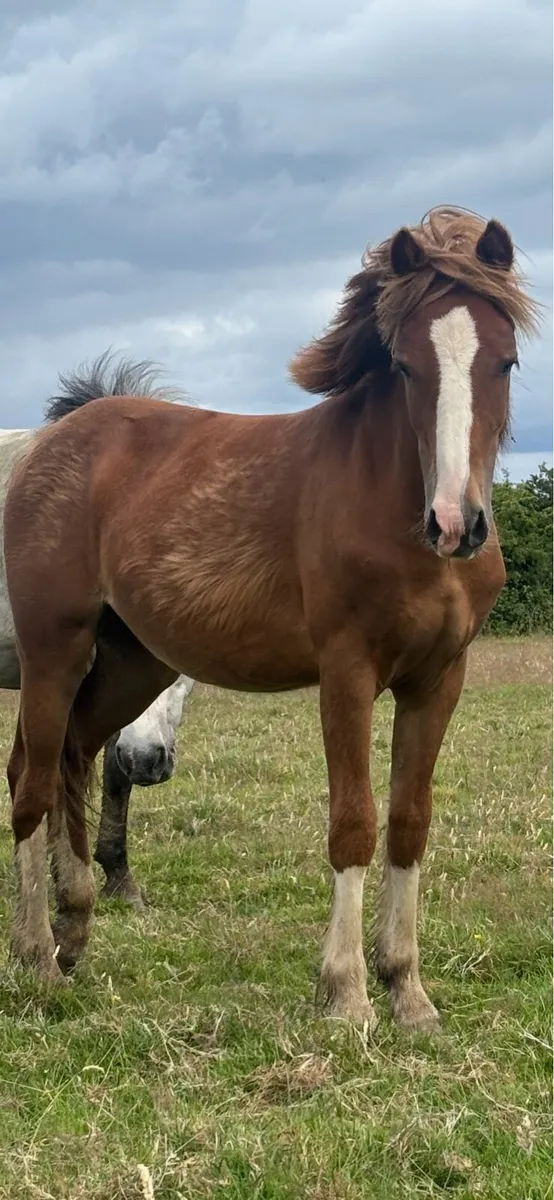 Cob x Hackney 2 year old filly - Image 1