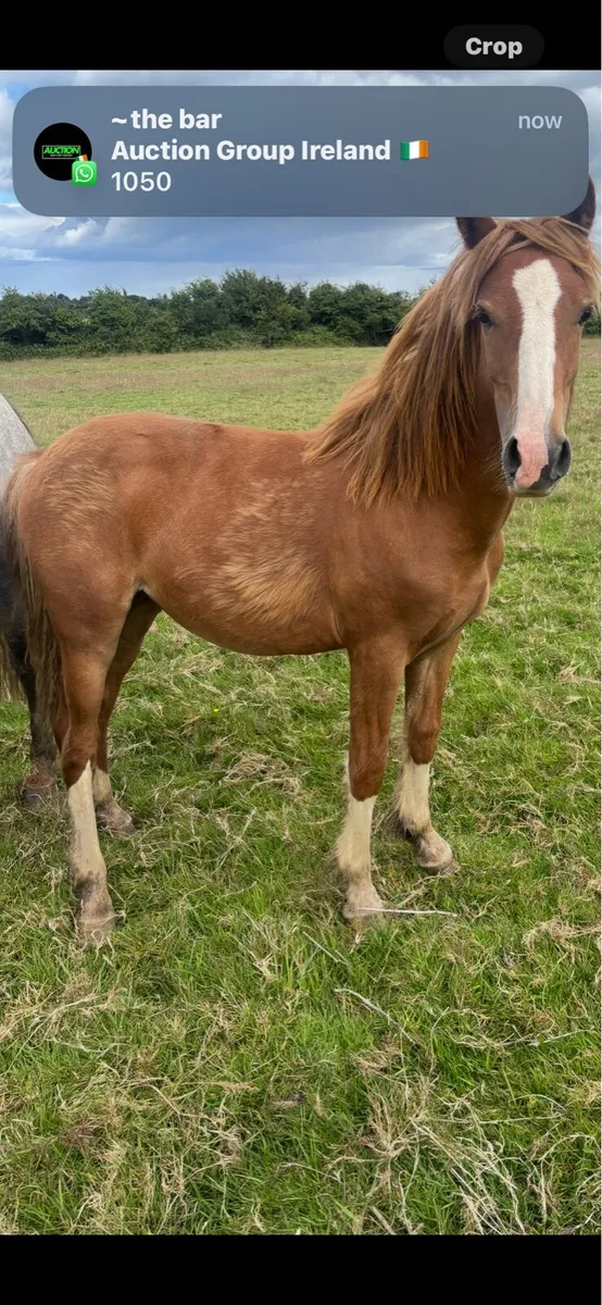 Cob x Hackney 2 year old filly - Image 2