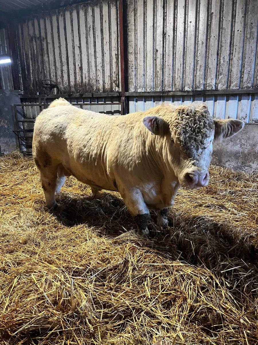 Pedigree Charolais Bull - Image 2