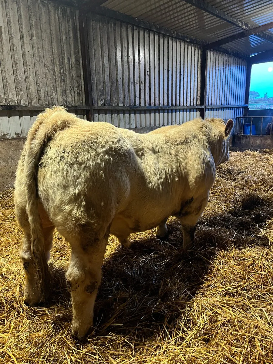 Pedigree Charolais Bull - Image 3