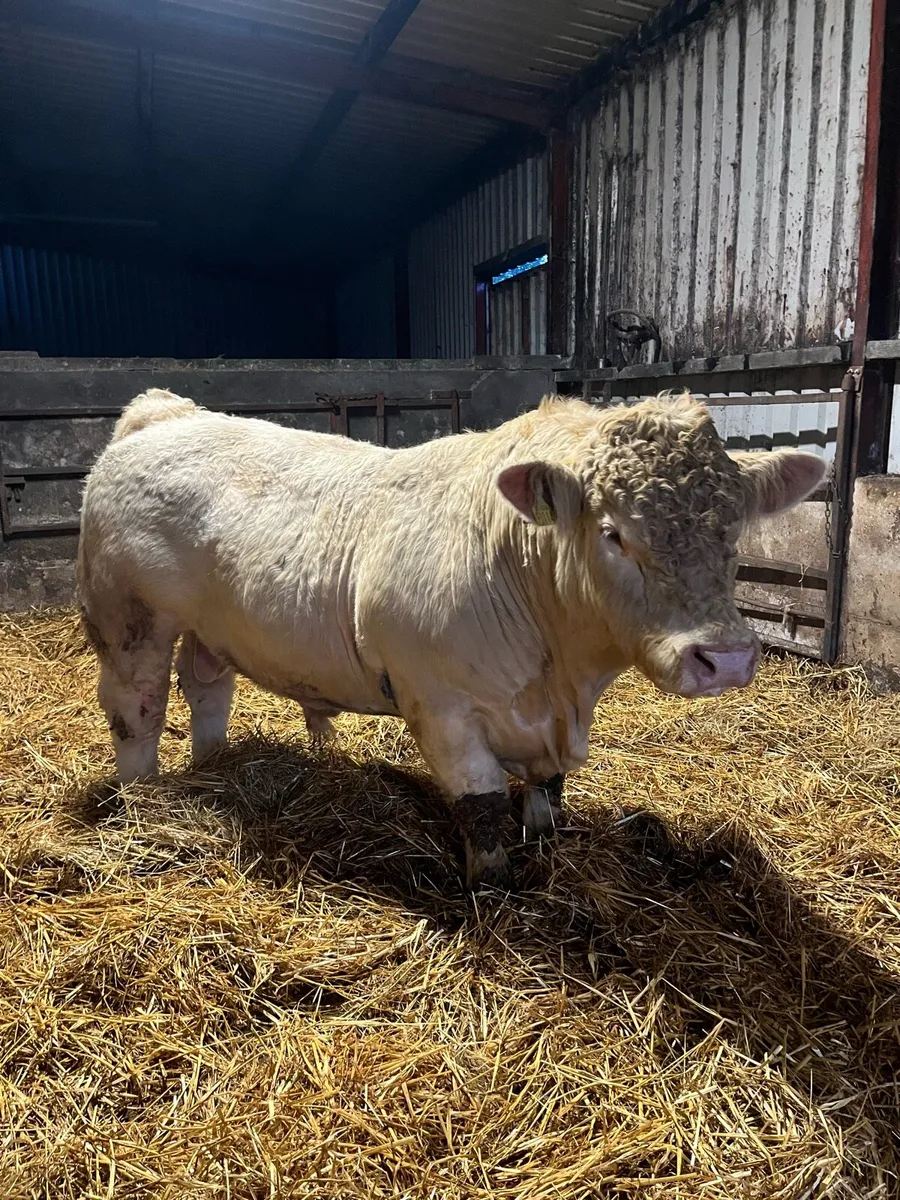 Pedigree Charolais Bull - Image 4