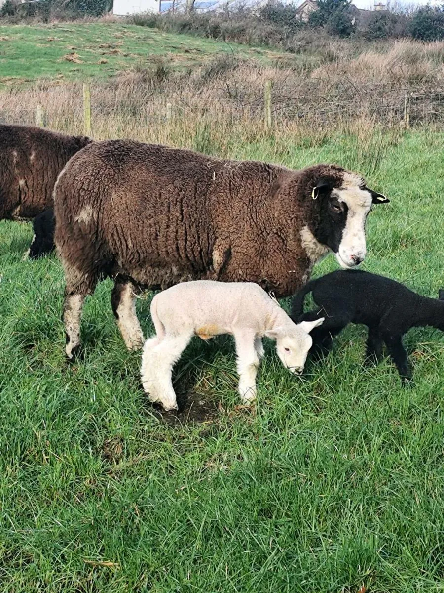 Ewes and lambs @ foot - Image 1