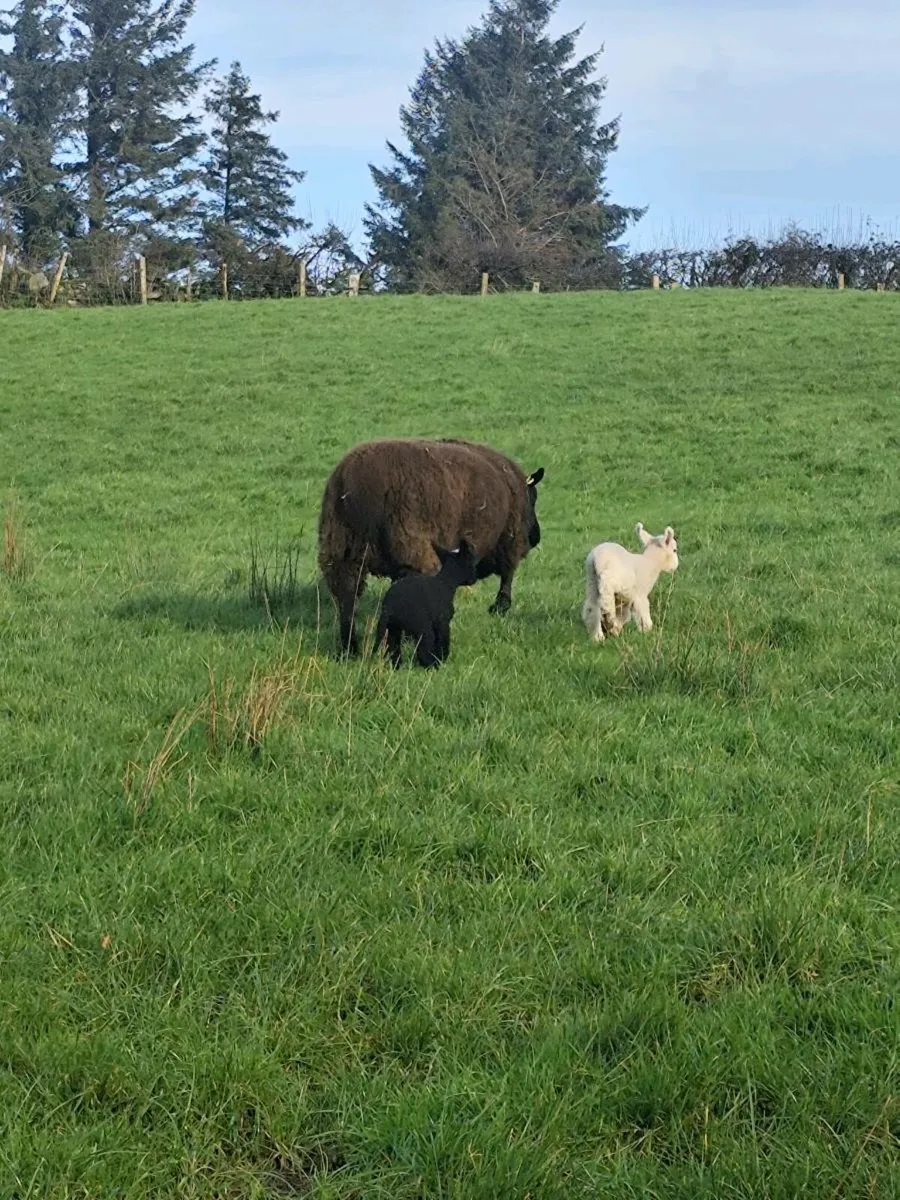 Ewes and lambs @ foot - Image 2