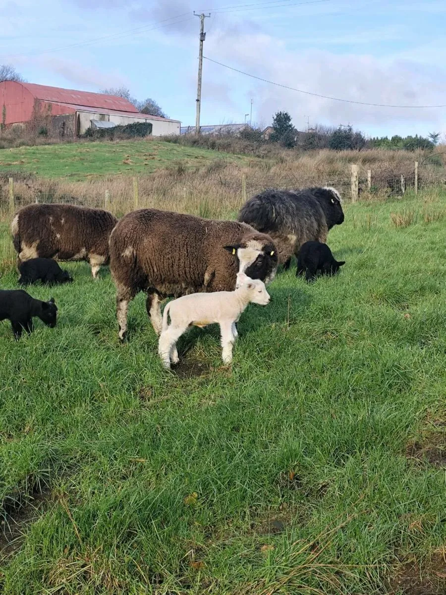 Ewes and lambs @ foot - Image 3