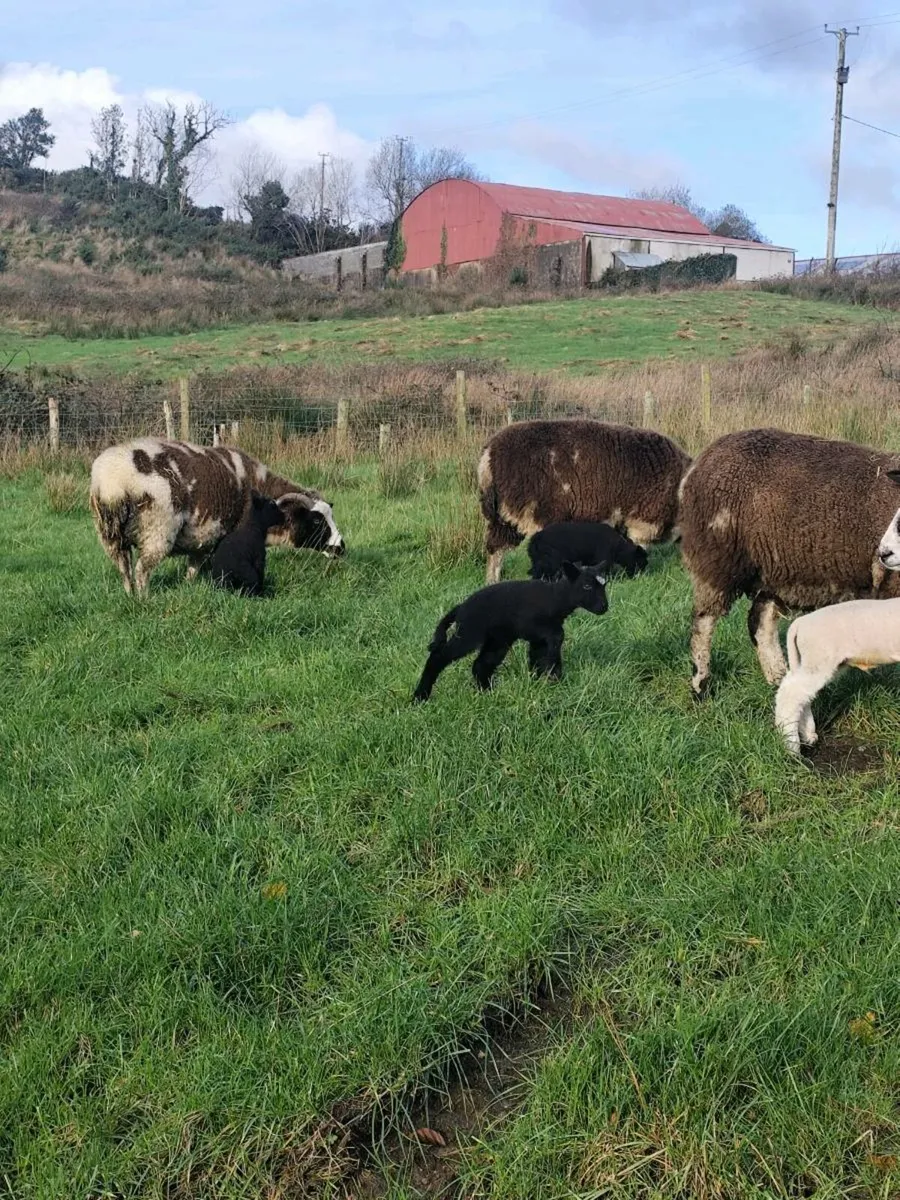 Ewes and lambs @ foot - Image 4