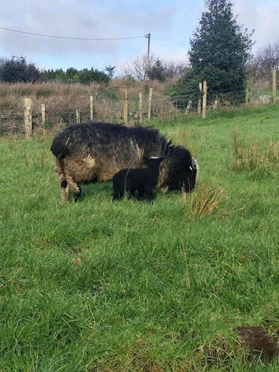 6 x 4 car trailer - Image 4