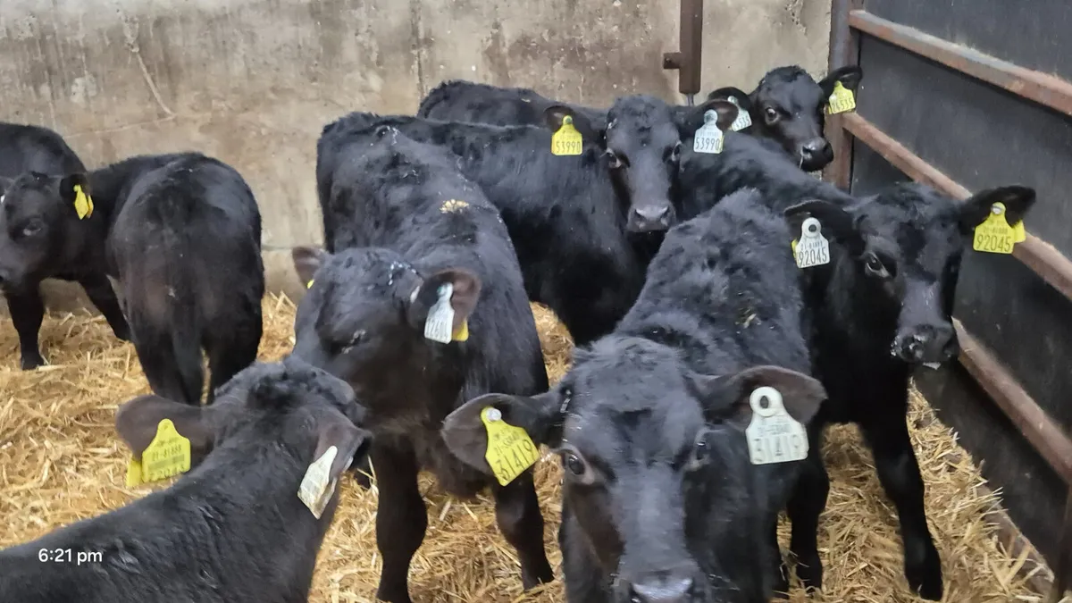 12 Proper Aax Bull calves for sale - Image 3