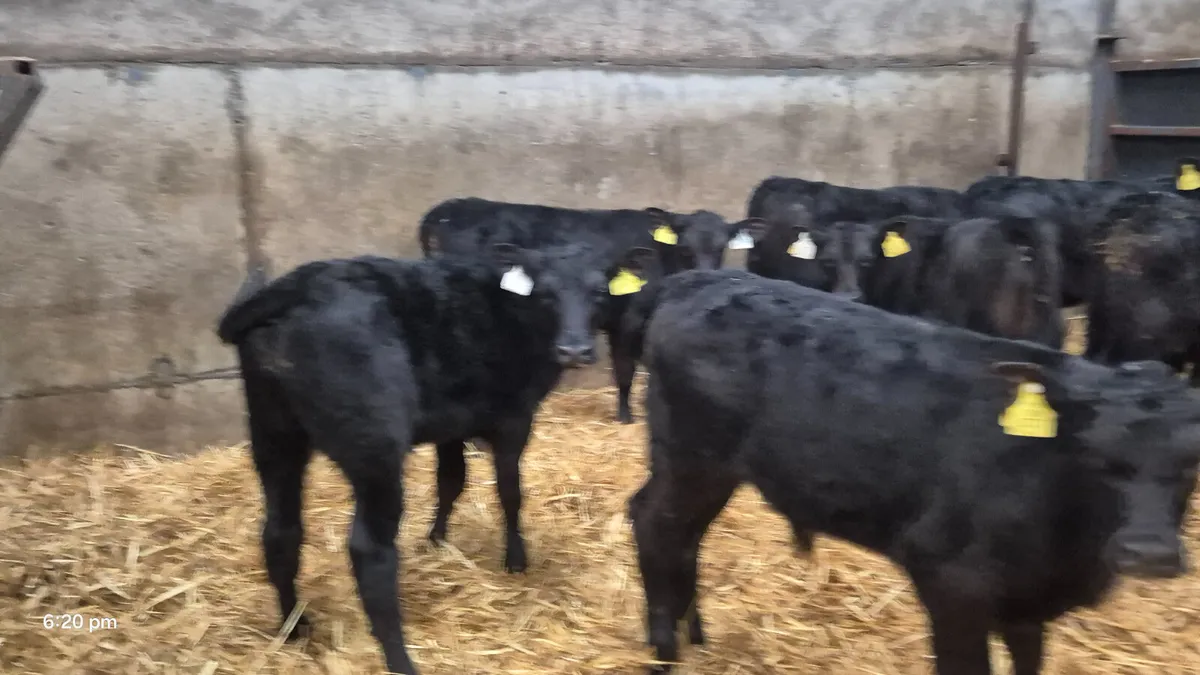 12 Proper Aax Bull calves for sale - Image 1
