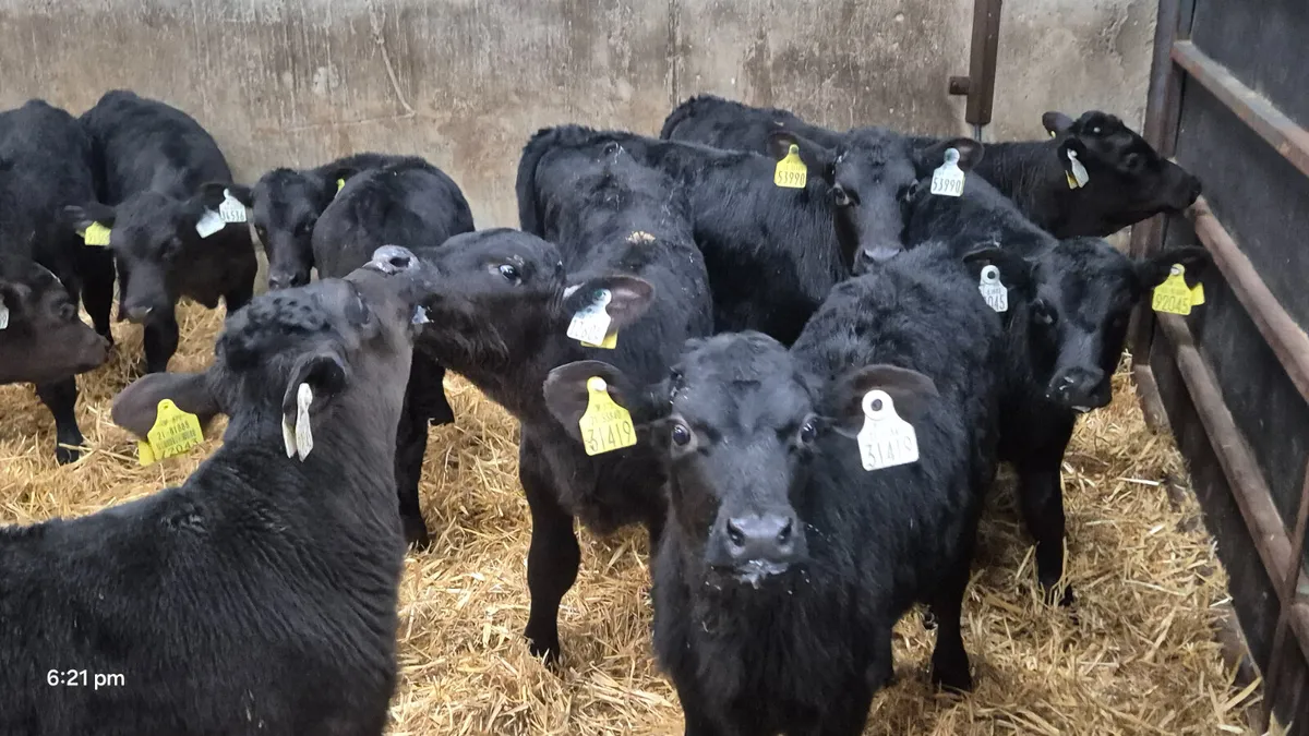 12 Proper Aax Bull calves for sale - Image 4