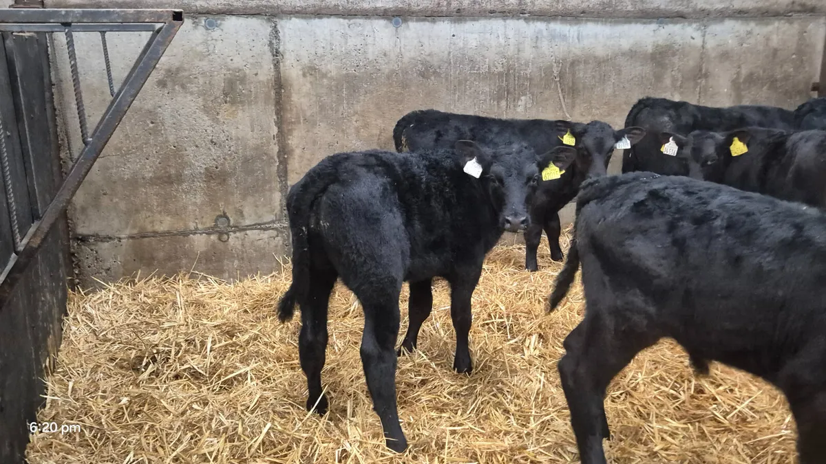 12 Proper Aax Bull calves for sale - Image 2