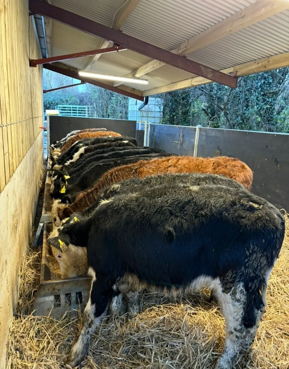 18 super top quality heifers - Image 1