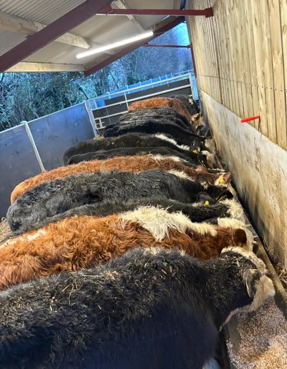 18 super top quality heifers - Image 2