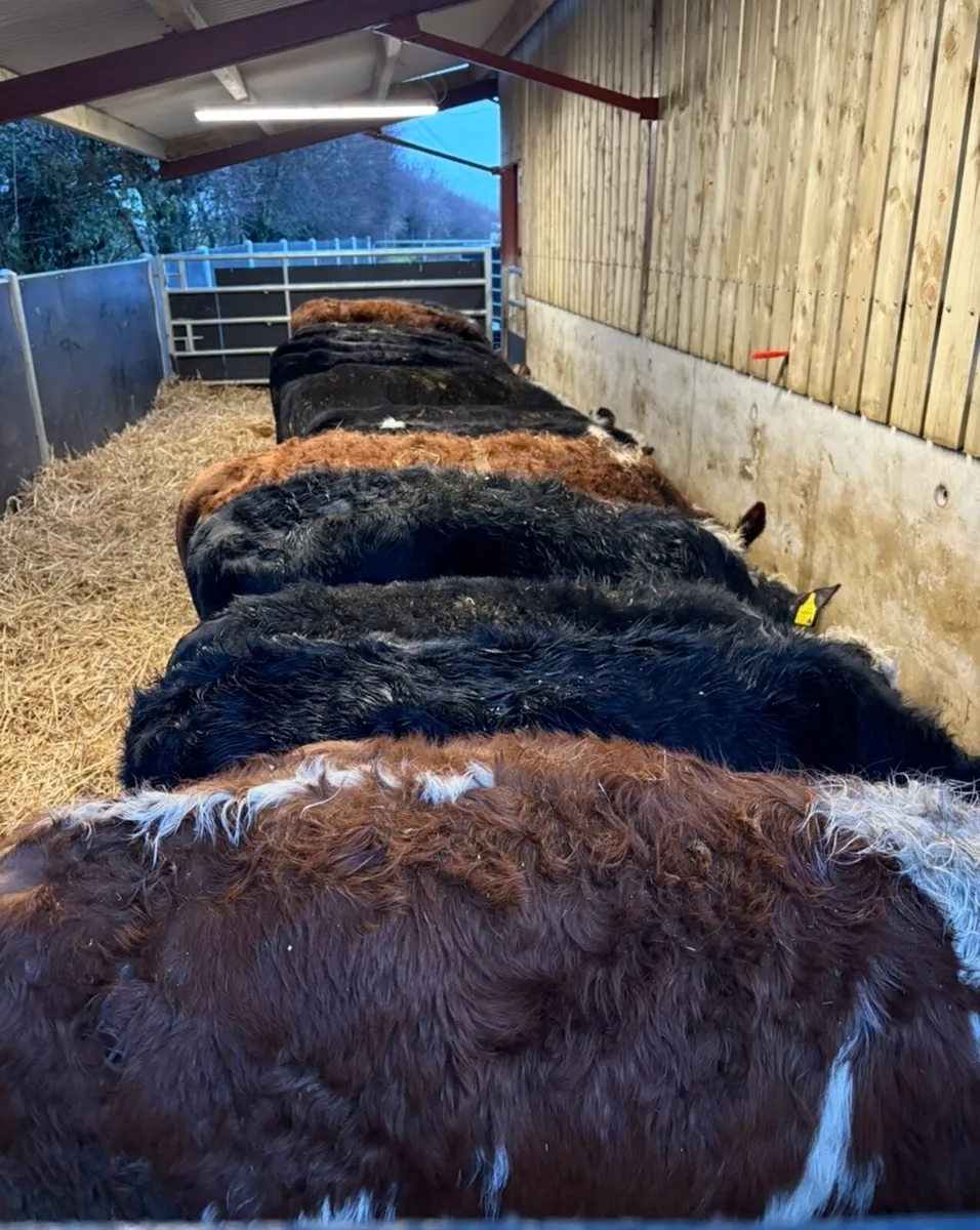 18 super top quality heifers - Image 3