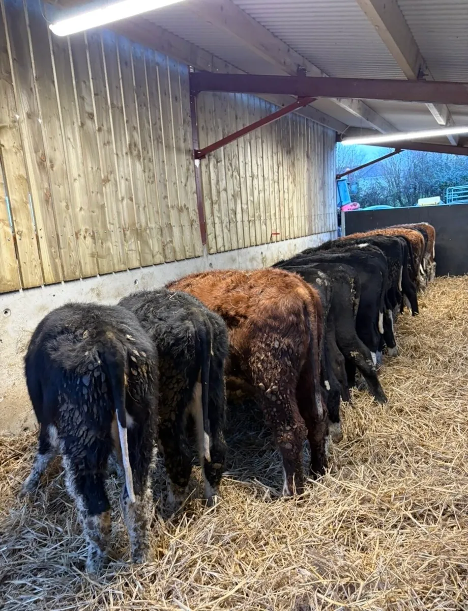 18 super top quality heifers - Image 4