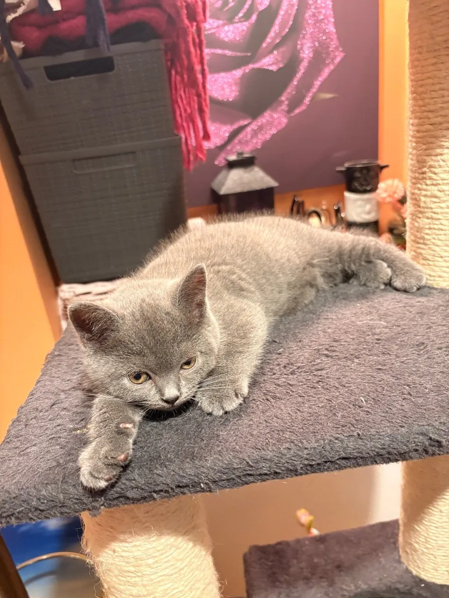 British Shorthair kittens - Image 1