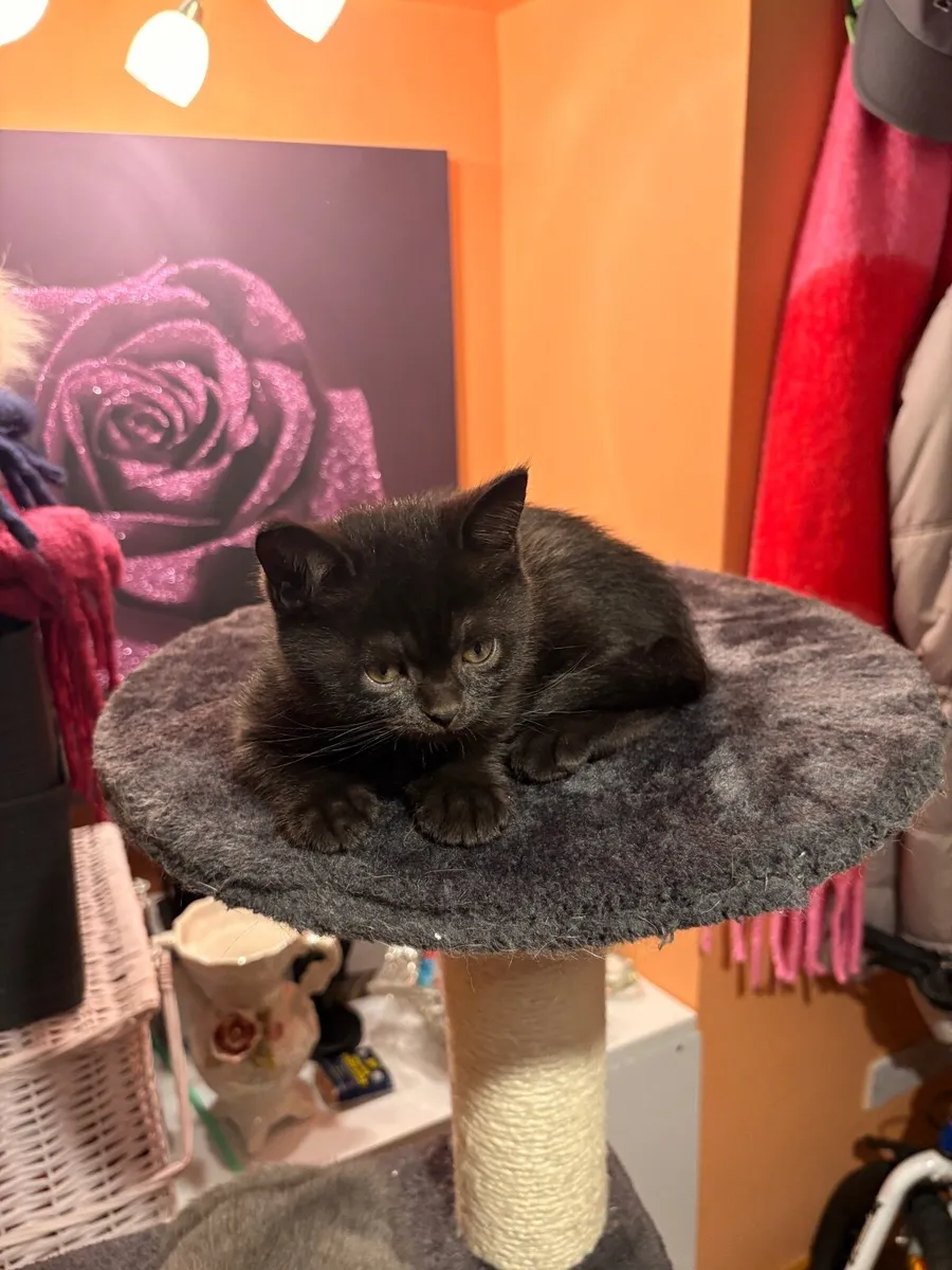 British Shorthair kittens - Image 2