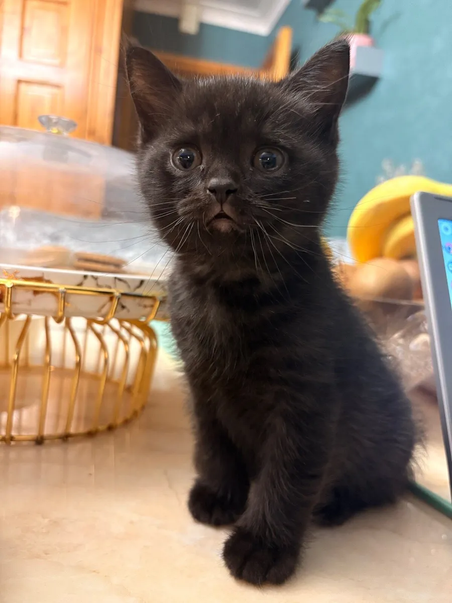 British Shorthair kittens - Image 3