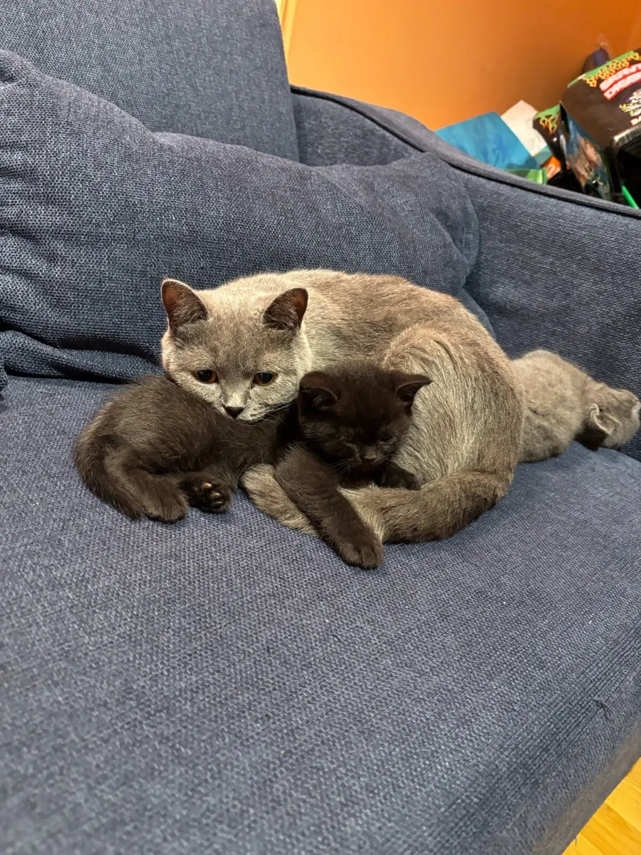 British Shorthair kittens - Image 4