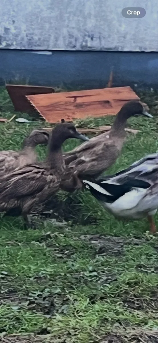 2 ducks kaki Campbell and 6 hens Young - Image 1