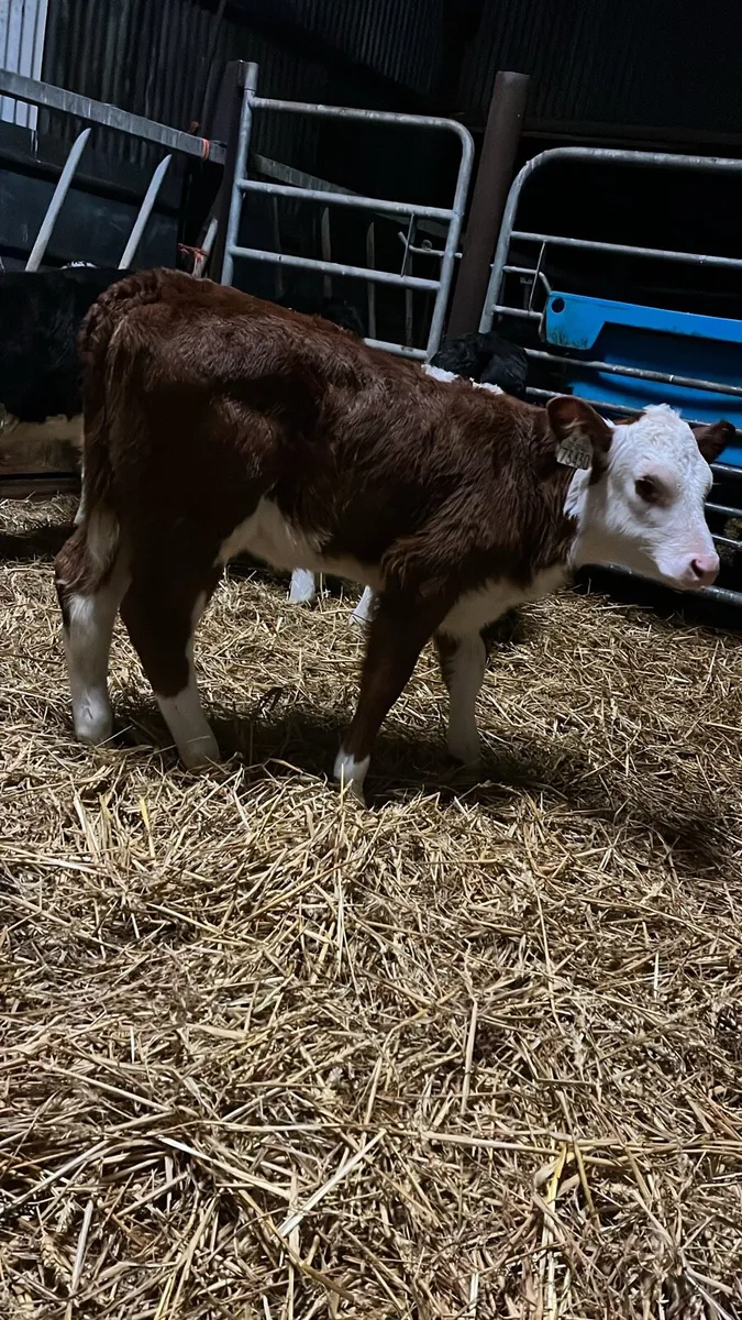 5 super Hereford heifer calves - Image 1
