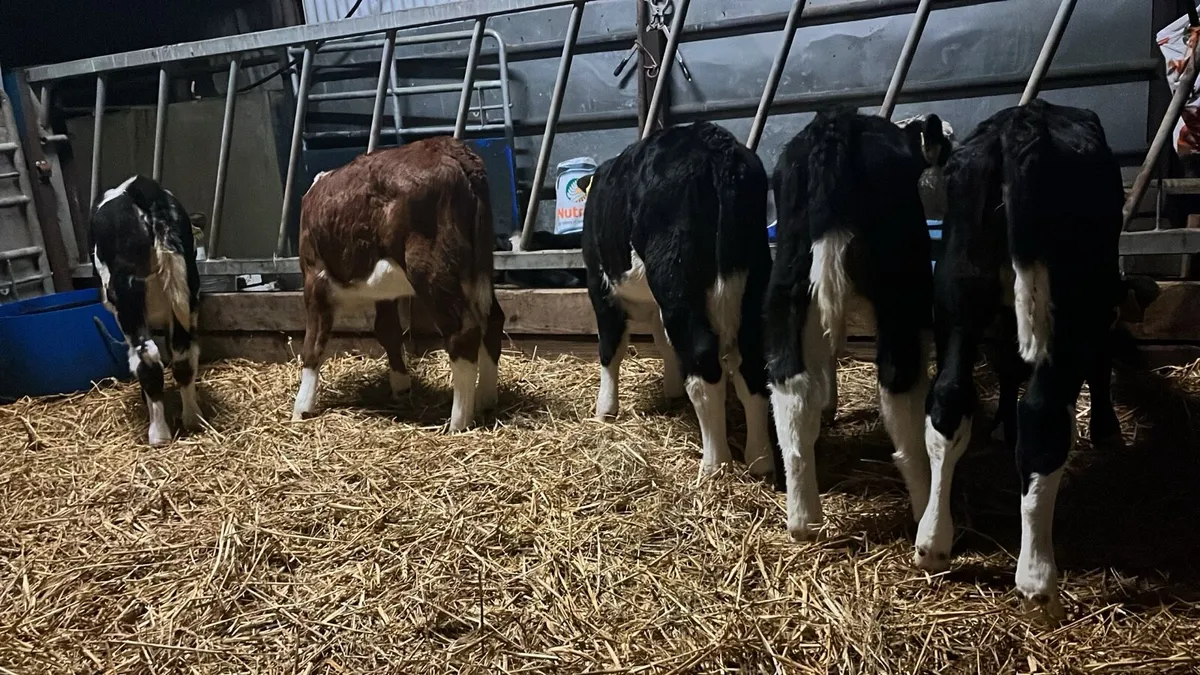 5 super Hereford heifer calves - Image 2