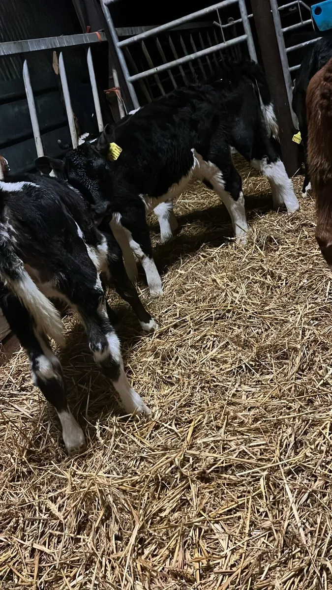 5 super Hereford heifer calves - Image 3