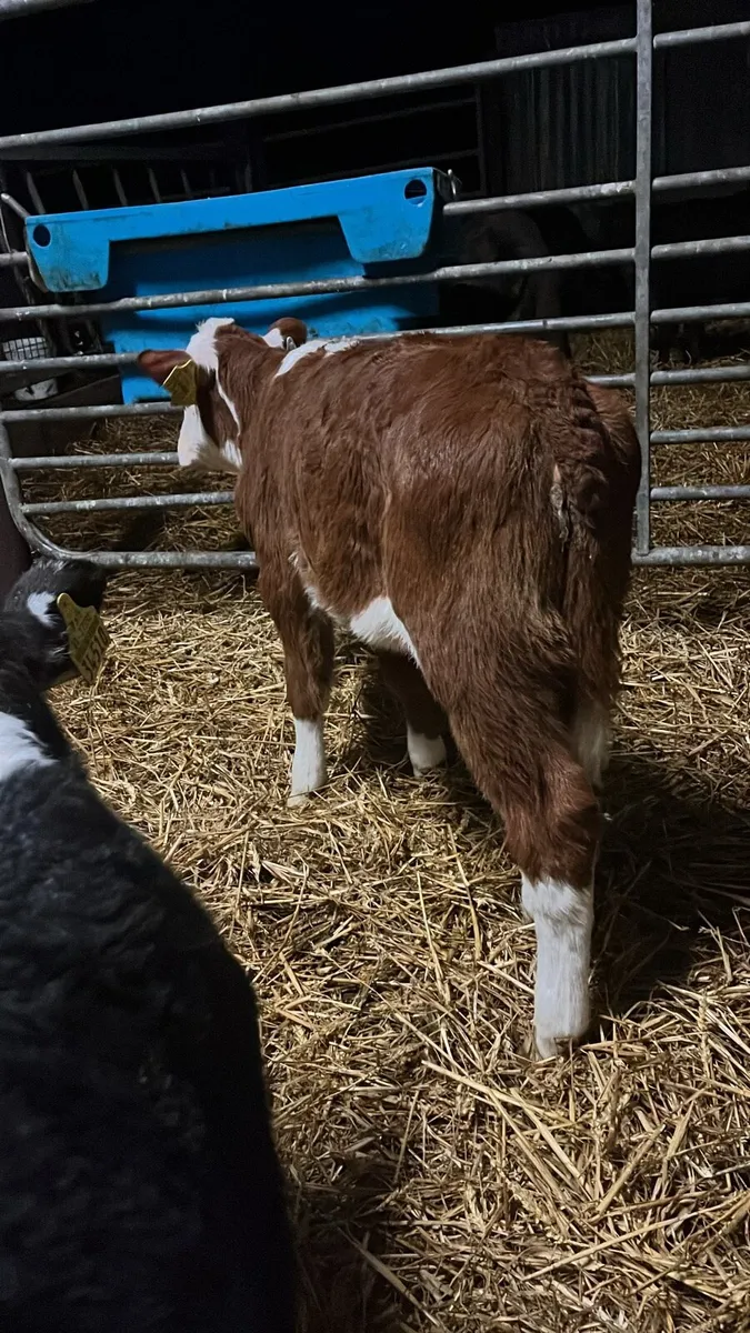 5 super Hereford heifer calves - Image 4