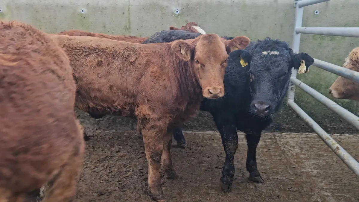 4 Exceptional LMX Breeding Heifers - Image 2