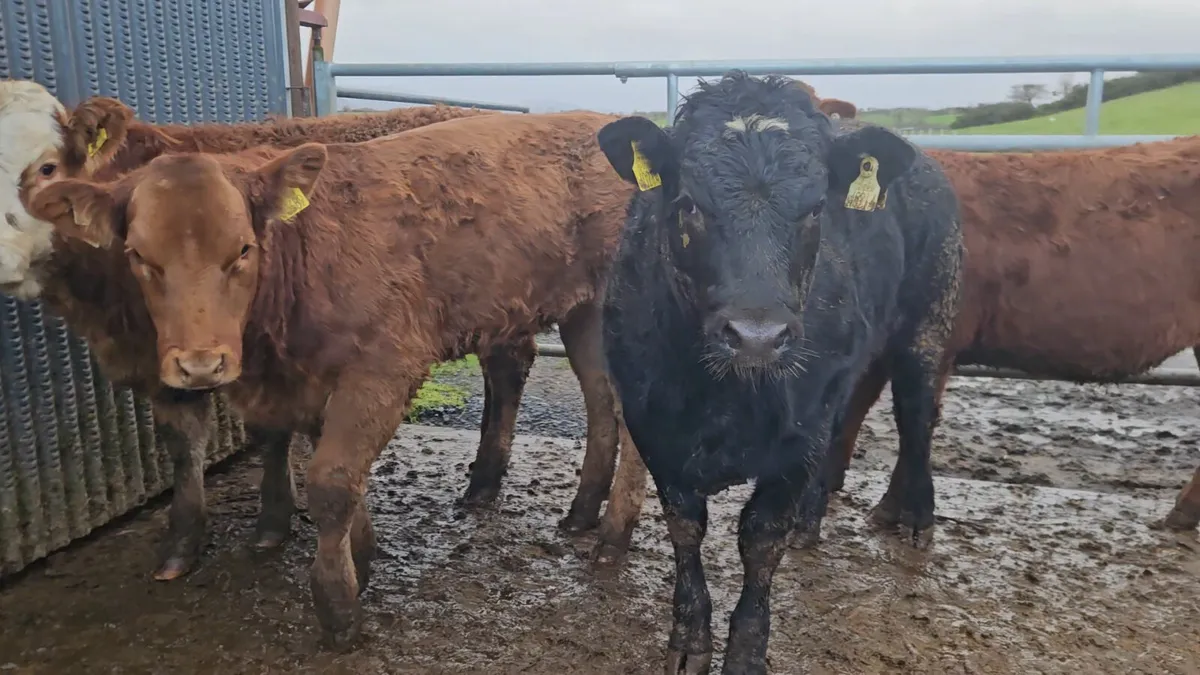 4 Exceptional LMX Breeding Heifers - Image 3