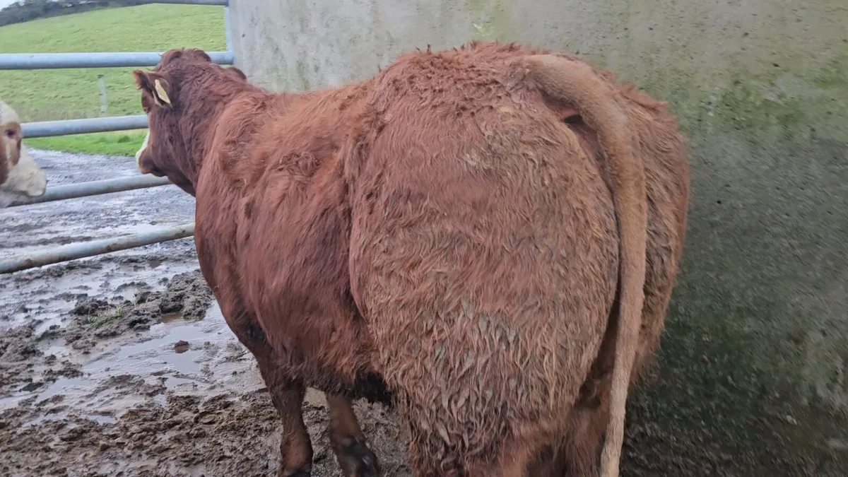 4 Exceptional LMX Breeding Heifers - Image 4