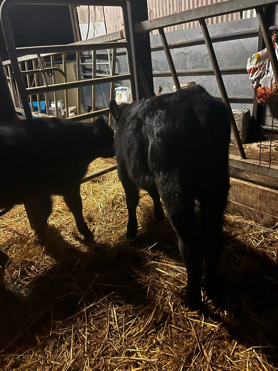 6 once a day Angus heifers - Image 1