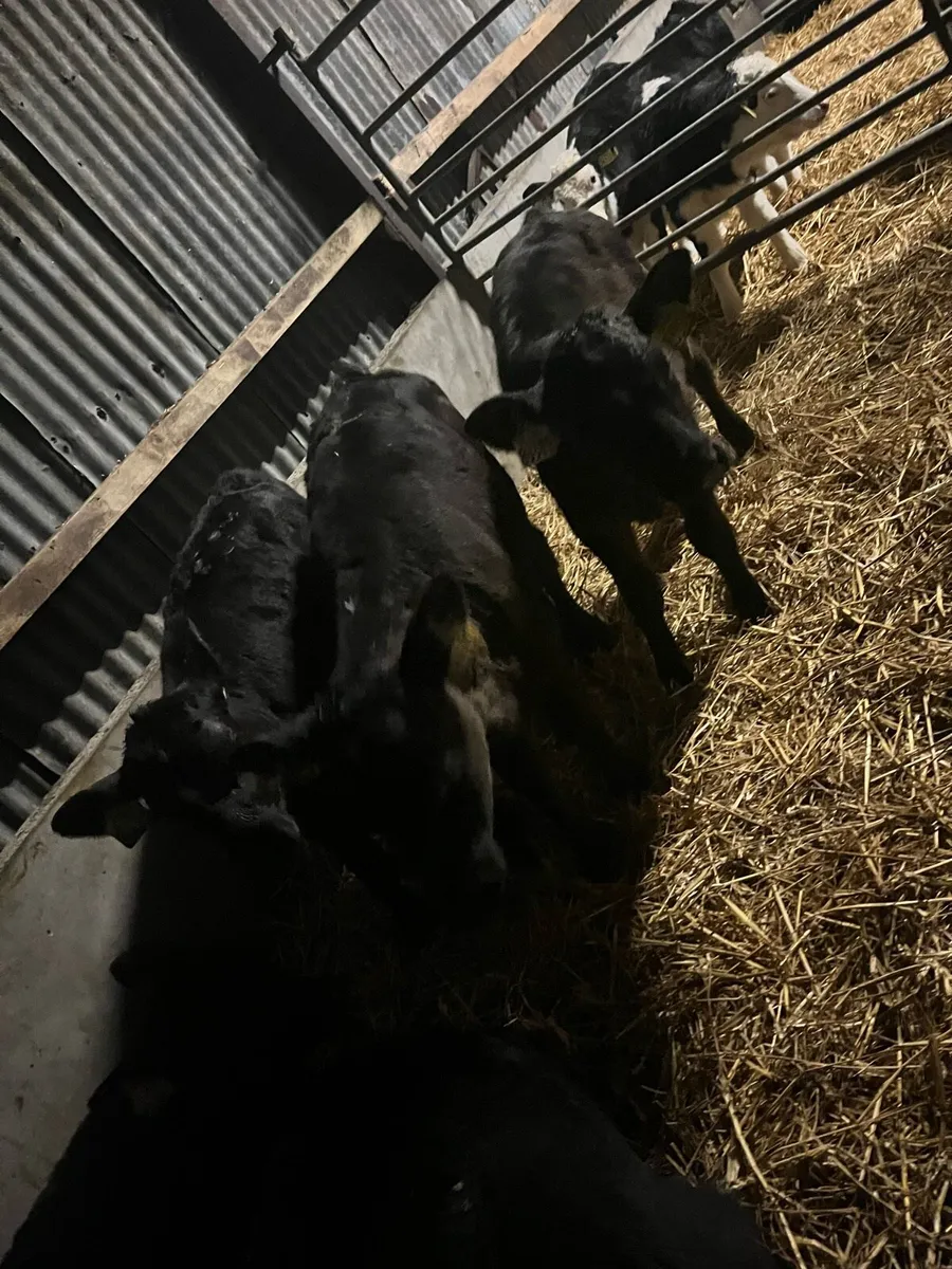 6 once a day Angus heifers - Image 2
