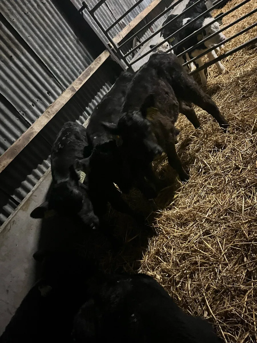 6 once a day Angus heifers - Image 3