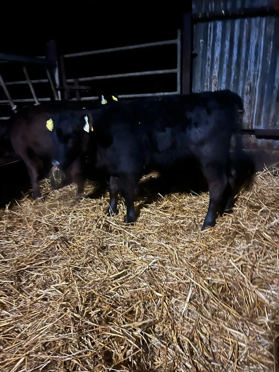 6 once a day Angus heifers - Image 4