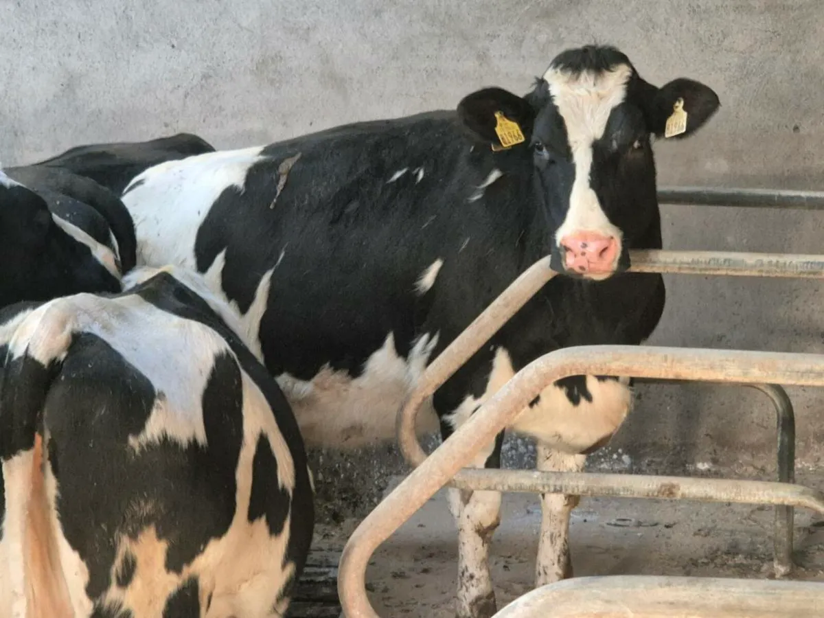 10x In Calf Friesian Heifers (Calving Feb) - Image 1