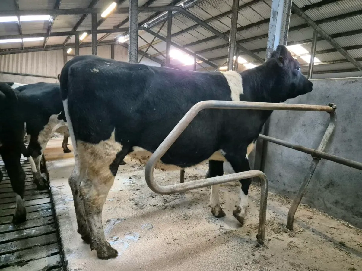 10x In Calf Friesian Heifers (Calving Feb) - Image 3