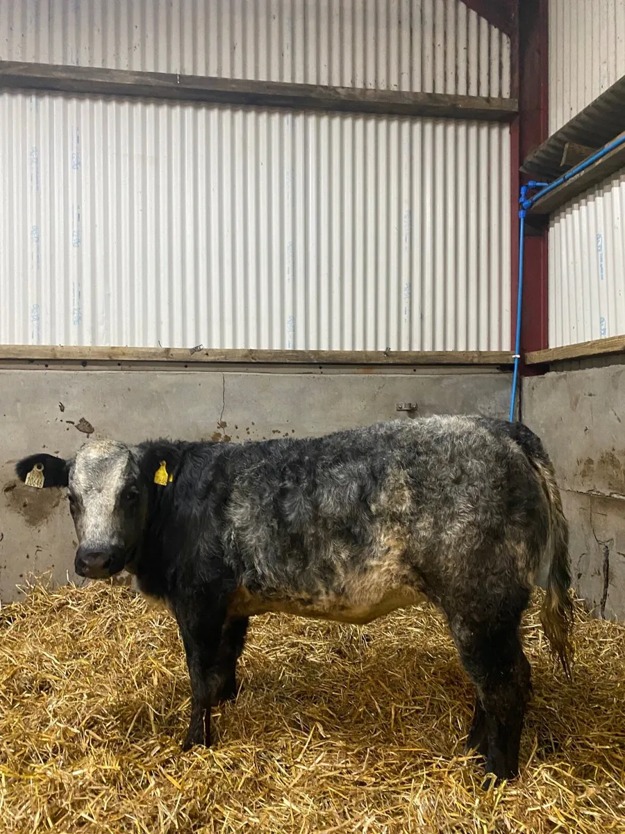 Continental wealing heifers - Image 3