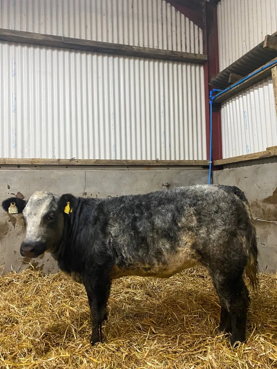 Continental wealing heifers - Image 4